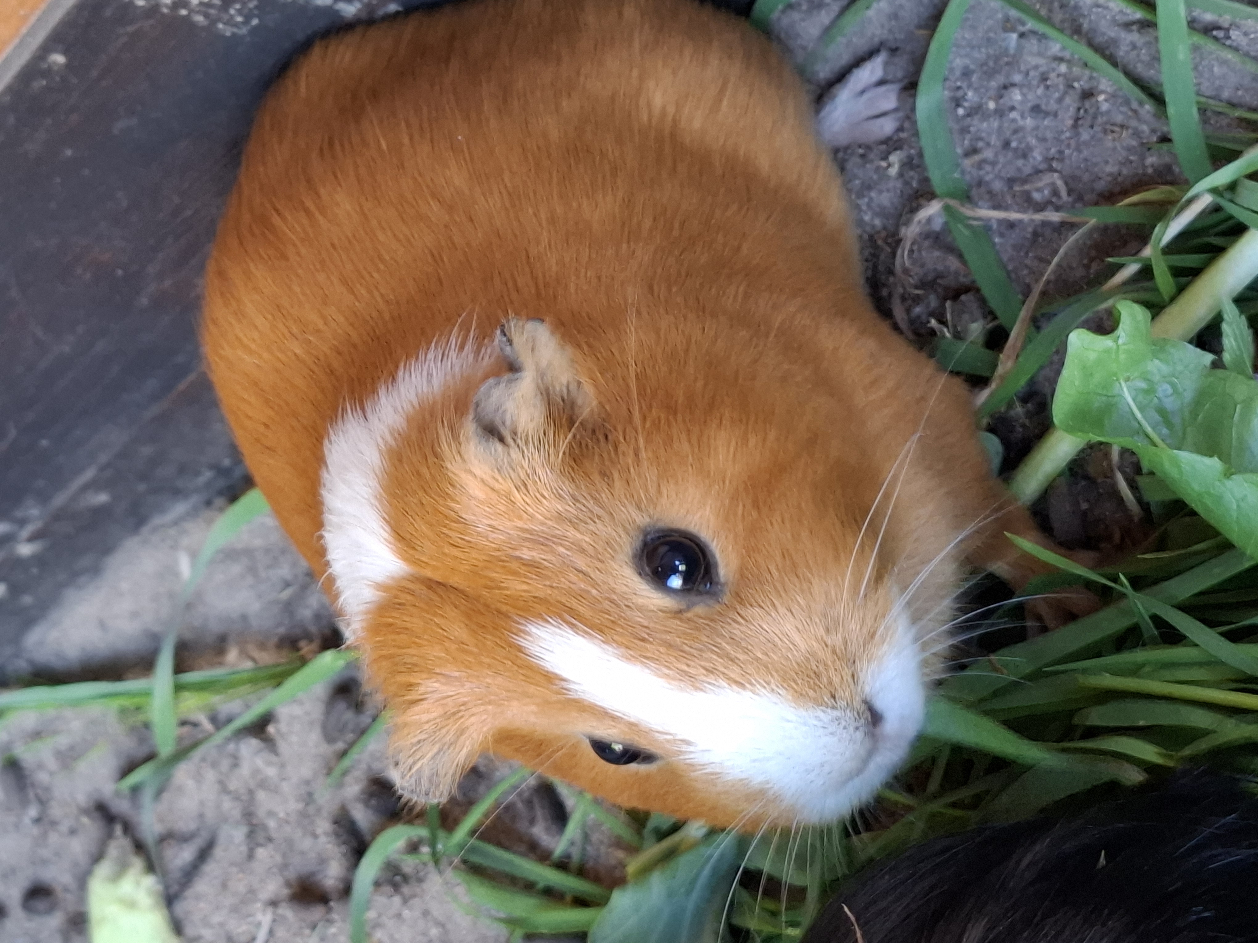 Unsere Meerschweinchen